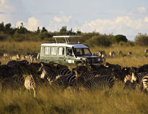 The migration i serengeti