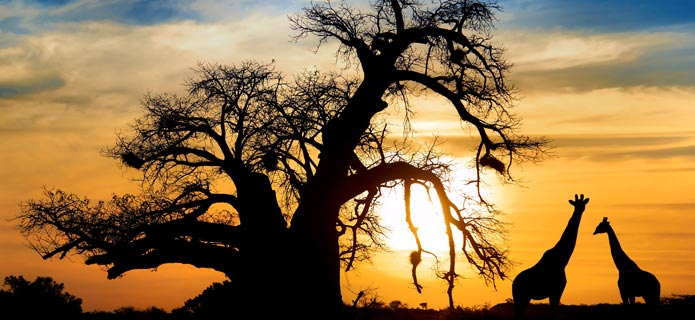 De bedste tips til en safarirejse - Solnedgang over savannen
