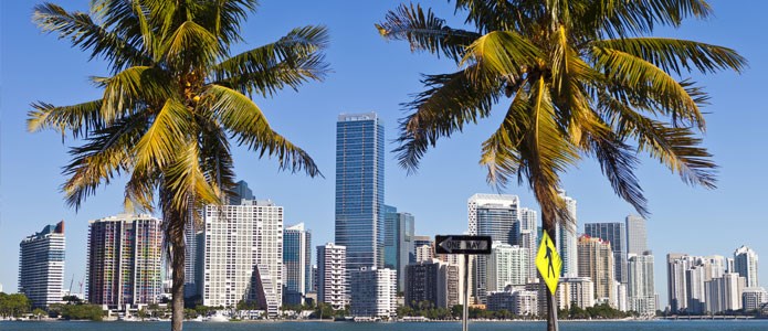 Palmer og skyline i Miami