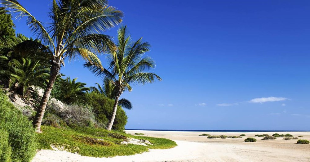 En strand, i Spanien, med palmer, blå himmel og en klar horisont, hvor sandet møder det rolige hav.