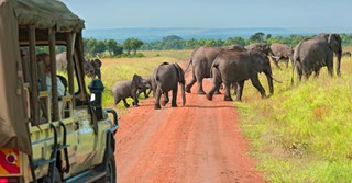 Overvejer du at tage på safari i Afrika? Få gode råd fra seks safarieksperter