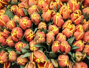 Tulipaner i Amsterdam