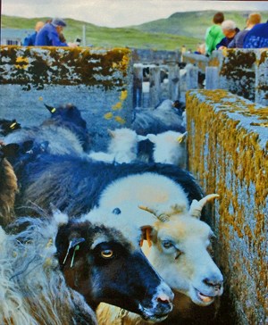 Traditionel fåreklipning på Færøerne