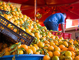 Marrakech og Agadir - Souken – Det livlige marked frister i Marokko