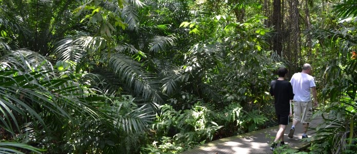 MacRitchie Nature Trail i Singapore