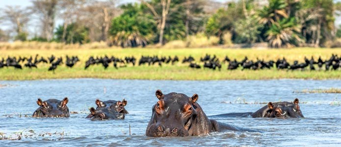 Safari- og badeferie i Botswana
