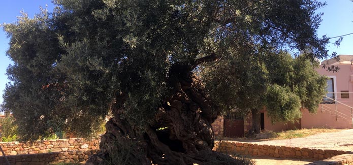 Kreta - Verdens ældste oliventræ