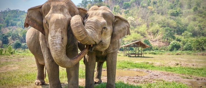 Uforglemmelige oplevelser med thailandske elefanter