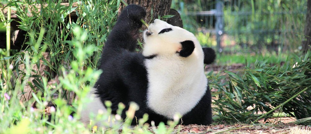 Panda der ligger og spiser bambus i Berlin Zoo.